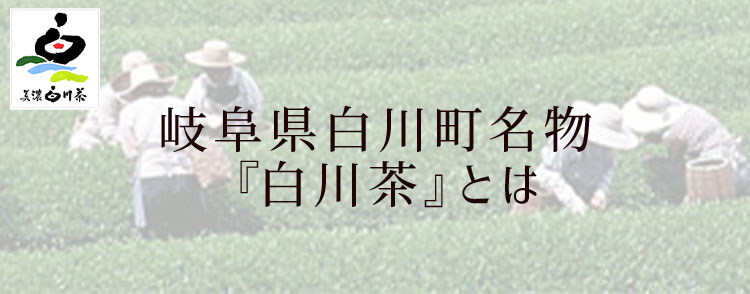 白川茶とは1
