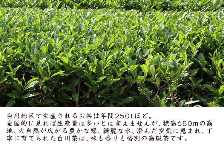 白川茶とは3