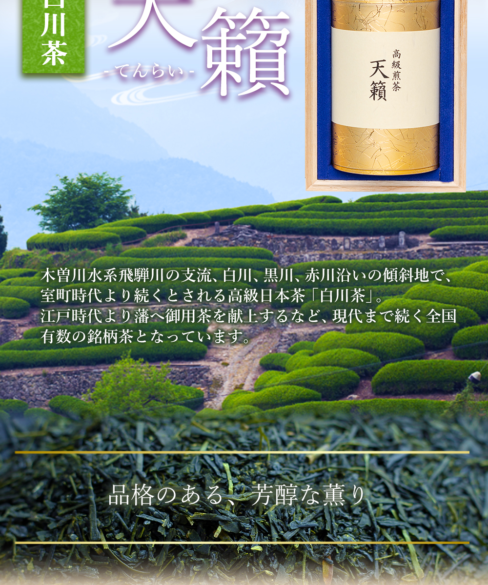 白川茶高級煎茶　天籟桐箱入り