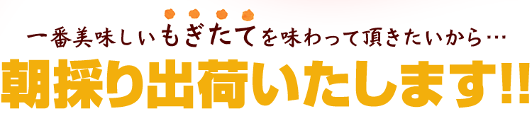 フルーツトマト朝摘み出荷