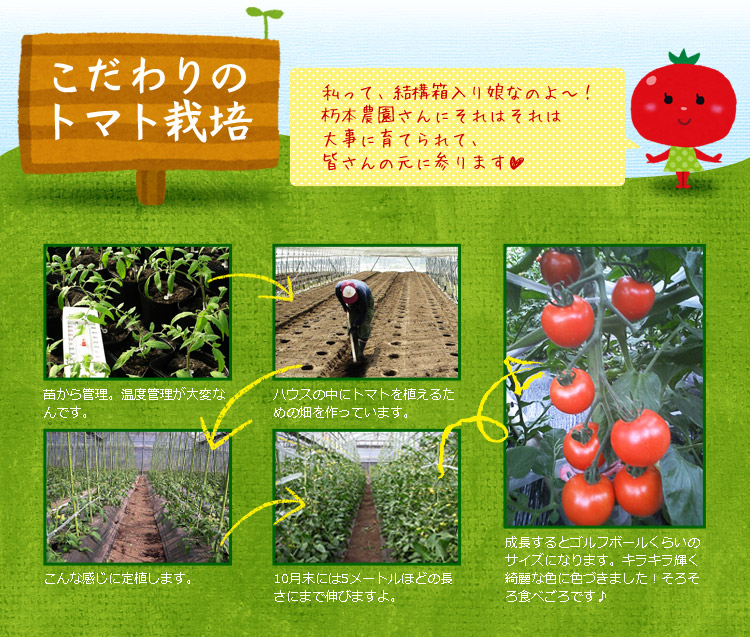 こだわりのトマト栽培