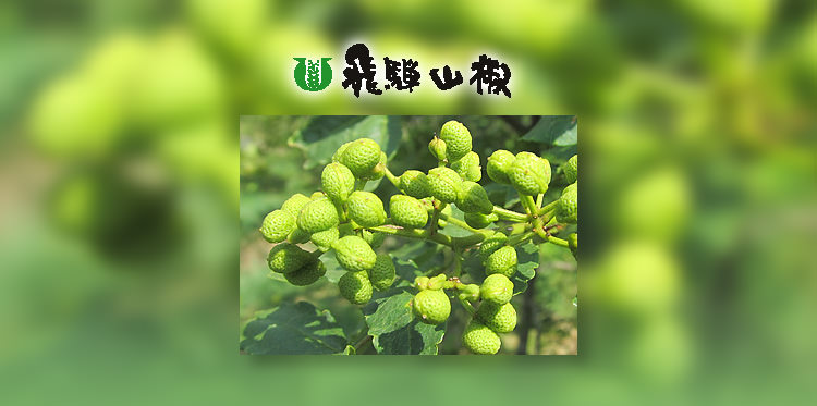 飛騨山椒について
