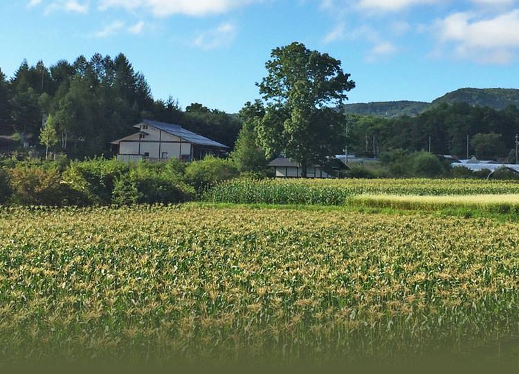 幻のとうもろこし 日和田高原