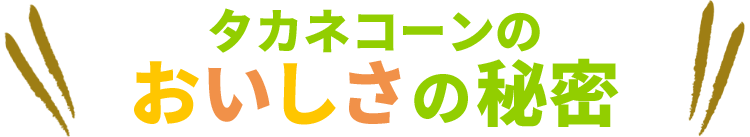 タカネコーンのおいしさの秘密