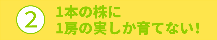 ?1本の株に1房の実しか育てない！