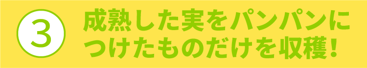 ?成熟した実をパンパンにつけたものだけを収穫！