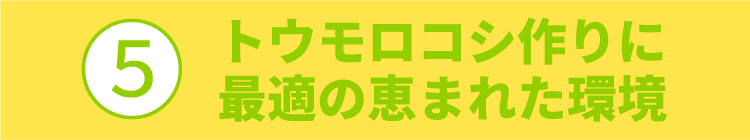 ➄トウモロコシ作りに最適の恵まれた環境