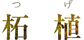 本つげ