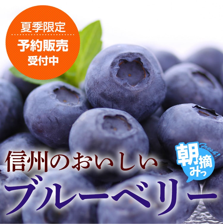 大鹿村のブルーベリー