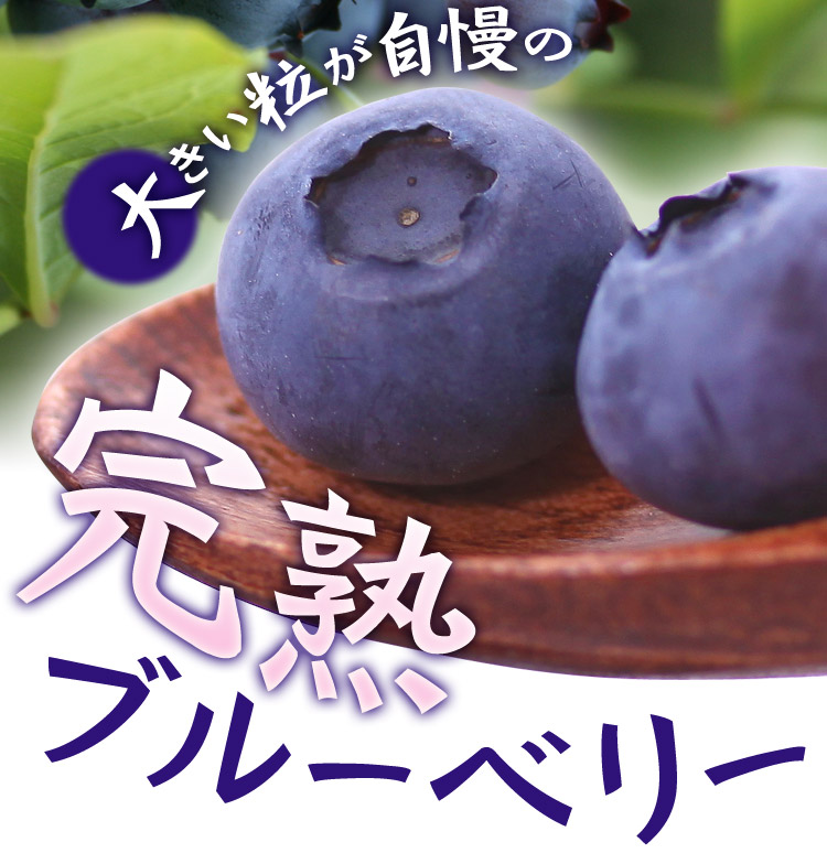 大粒自慢の完熟ブルーベリー