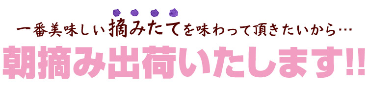ブルーベリー朝摘み出荷