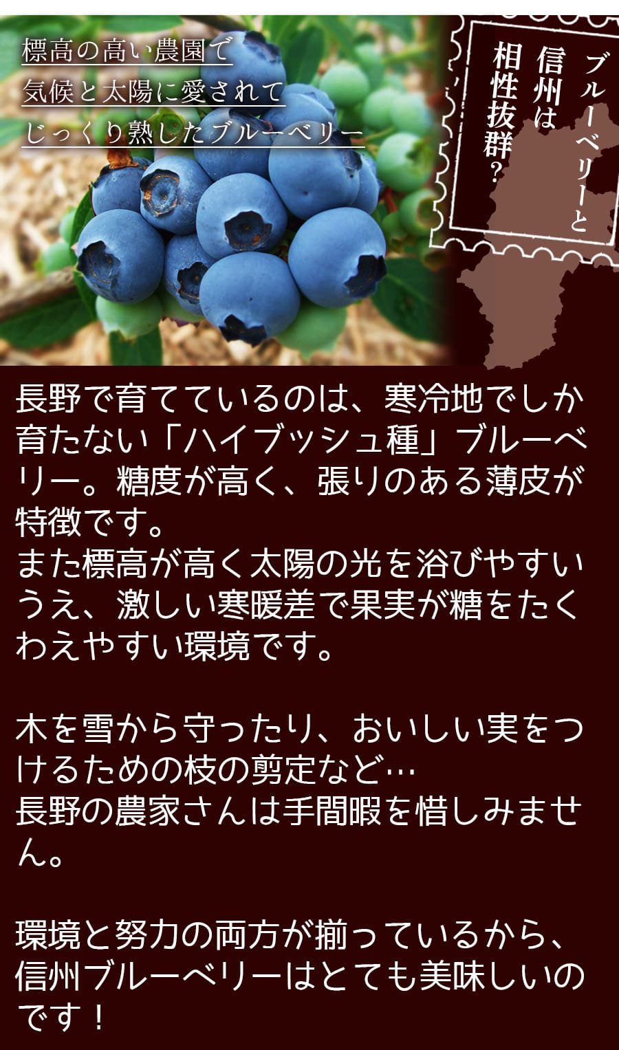 ブルーベリーの産地 南信州 大鹿村