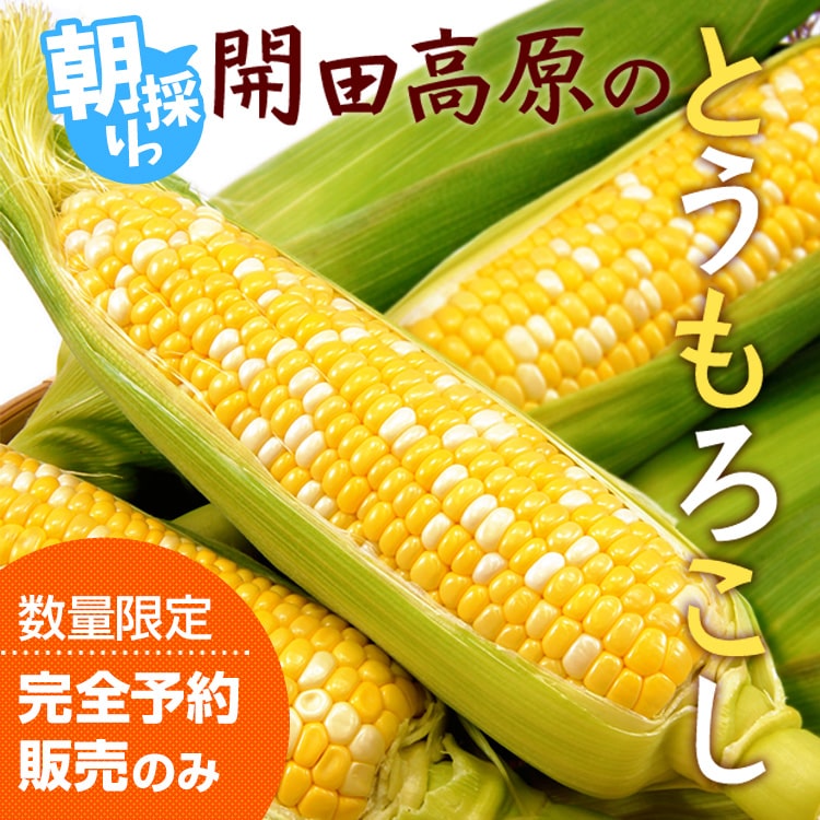 完全予約販売 朝採り!開田高原とうもろこし