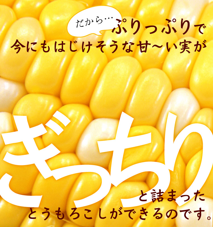 だから…ぷりぷりで今にもはじけそうな甘い実がぎっちり詰まったとうもろこしができるのです。