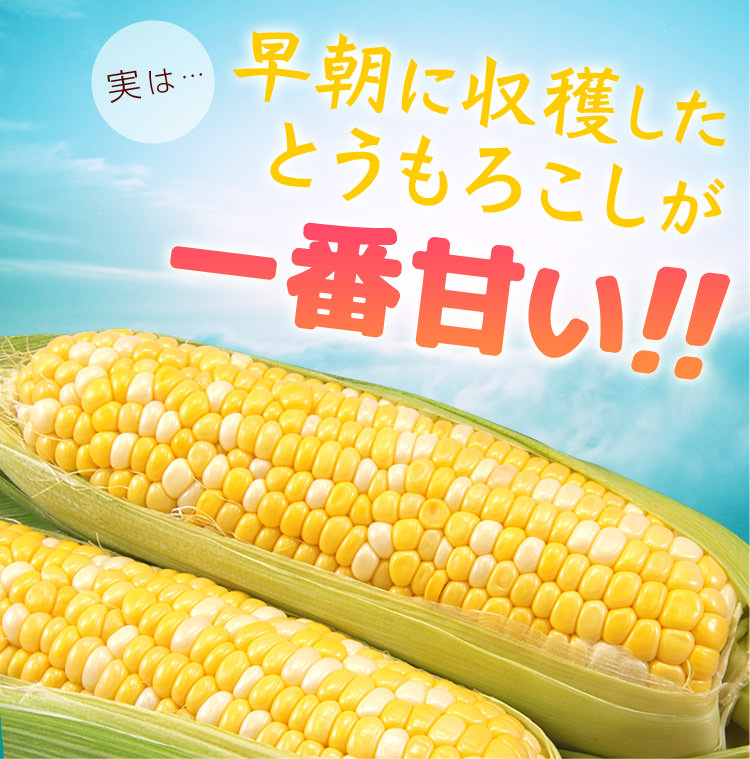 実は…早朝に収穫したとうもろこしが一番甘い！