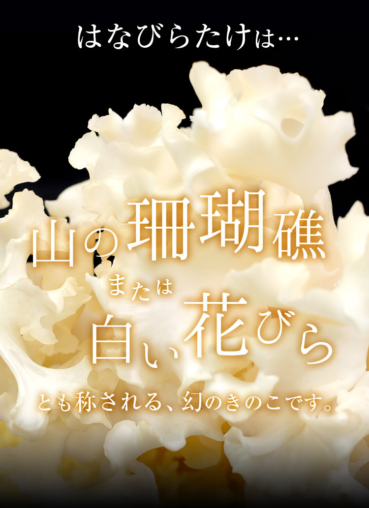 はなびらたけは…山の珊瑚礁または白い花びらとも称される、幻のきのこです。