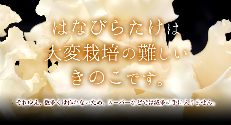 はなびらたけは大変栽培の難しいきのこです。