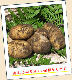 珍しい品種
